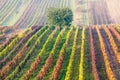 Colorful rows of vineyards in autumn. Green lonely tree In fog among vineyards. Autumn scenic landscape of South Moravia in Czech Royalty Free Stock Photo