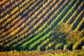 Colorful rows of vineyards in autumn. Green lonely tree among vineyards. Autumn scenic landscape of South Moravia in Czech Royalty Free Stock Photo