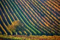 Colorful rows of vineyards in autumn. Green lonely tree among vineyards. Autumn scenic landscape of South Moravia in Czech Republi Royalty Free Stock Photo