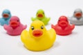 Colorful rubber ducks isolated on white Royalty Free Stock Photo