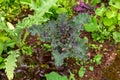 Colorful ruffled leaves of purple kale cabbage in vegetable garden Royalty Free Stock Photo