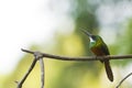 Colorful Rufous-tailed Jacamar, Brazil Royalty Free Stock Photo