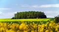 Colorful rural landscape with yellow bittercress fields