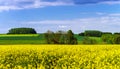 Colorful rural landscape with yellow bittercress fields