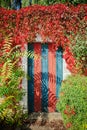 Colorful rustic door covered by lianas