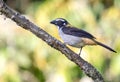 Saltator bird standing on the branch