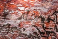 Colorful sandstone formation close-up in one of the many tombs in Petra (Jordan)