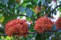 Colorful Saraca asoca Saraca indica Linn or Ashoka flowers blossom.