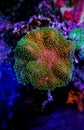 Colorful Sarcophyton soft coral - Sarcophyton ehrenbergi