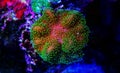 Colorful Sarcophyton soft coral - Sarcophyton ehrenbergi Royalty Free Stock Photo