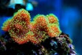 Colorful Sarcophyton soft coral - Sarcophyton ehrenbergi Royalty Free Stock Photo