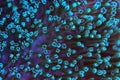 Macro polyps of Colorful Sarcophyton soft coral - Sarcophyton ehrenbergi Royalty Free Stock Photo