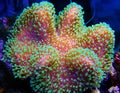 Colorful Sarcophyton soft coral - Sarcophyton ehrenbergi