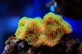 Colorful Sarcophyton soft coral - Sarcophyton ehrenbergi Royalty Free Stock Photo