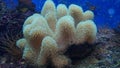 Colorful Sarcophyton soft coral - Sarcophyton ehrenbergi Royalty Free Stock Photo