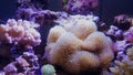 Colorful Sarcophyton soft coral - Sarcophyton ehrenbergi