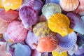 Colorful Scallop seashell Royalty Free Stock Photo