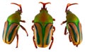 Colorful scarab beetle Eudicella gralli isolated Royalty Free Stock Photo