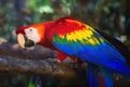 Colorful Scarlet Macaw Royalty Free Stock Photo