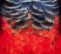 Colorful scarlet macaw bird feathers background