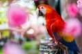 Colorful scarlet macaw parrot