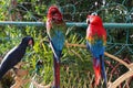 colorful Scarlet Macaw parrot - Beautiful birds Royalty Free Stock Photo