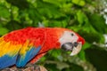 Colorful scarlet macaw parrot Royalty Free Stock Photo