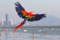 Colorful Scarlet Macaw parrot flying on the beach.