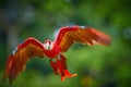 Colorful Scarlet Macaw parrot, flying directly at camera. Royalty Free Stock Photo