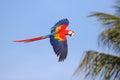 Colorful Scarlet Macaw parrot flying in the forest. Royalty Free Stock Photo