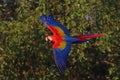 Colorful Scarlet Macaw parrot flying in the forest. Royalty Free Stock Photo