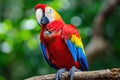 Colorful scarlet macaw parrot in jungle Royalty Free Stock Photo