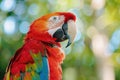 Colorful scarlet macaw parrot in jungle Royalty Free Stock Photo