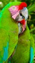 Colorful scarlet macaw perched on a branch