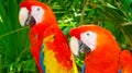 Colorful scarlet macaw perched on a branch Royalty Free Stock Photo