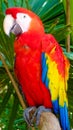 Colorful scarlet macaw perched on a branch Royalty Free Stock Photo