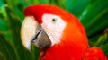 Colorful scarlet macaw perched on a branch Royalty Free Stock Photo