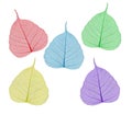 Colorful sceleton leaves bodhi , macro, isolated on white Royalty Free Stock Photo
