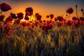 Colorful scene of lots of poppies at sunrise growing in a field Royalty Free Stock Photo