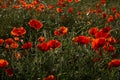 Red poppies blossom on wild field Royalty Free Stock Photo