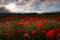 Red poppies blossom on wild field Royalty Free Stock Photo