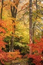 Colorful scenery of a beech forest in autumn