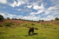 Colorful scenery with a black horse and flowering heather in August on the hills of the Posbank in National Park Veluwezoom