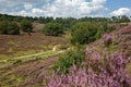 Colorful scenery with flowering heather in August on the hills of the Posbank in National Park Veluwezoom