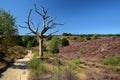 Colorful scenery with flowering heather in August on the hills of the Posbank in National Park Veluwezoom