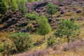 Colorful scenery with flowering heather in August on the hills of the Posbank in National Park Veluwezoom