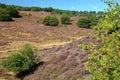 Colorful scenery with flowering heather in August on the hills of the Posbank in National Park Veluwezoom