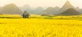 Colorful scenery of mustard fields on springtime, blooming yellow mustard flowers in the valley at sunrise Royalty Free Stock Photo