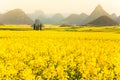 Colorful scenery of mustard fields on springtime, blooming yellow mustard flowers in the valley at sunrise Royalty Free Stock Photo