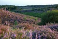 Colorful scenery at sunset with flowering heather in August on the hills of the Posbank in National Park Veluwezoom